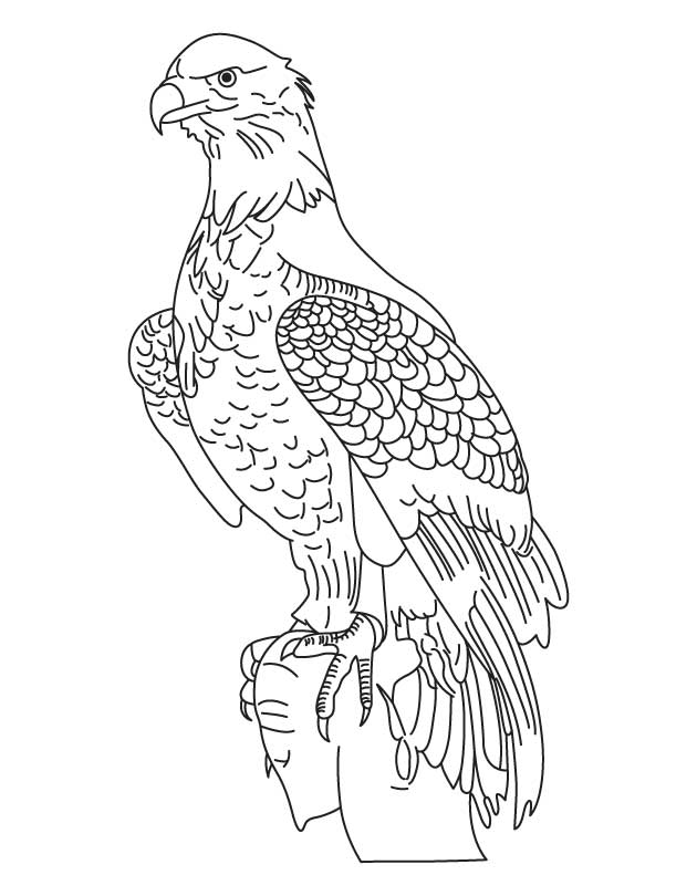 630x810 Bald Eagle Coloring Pictures