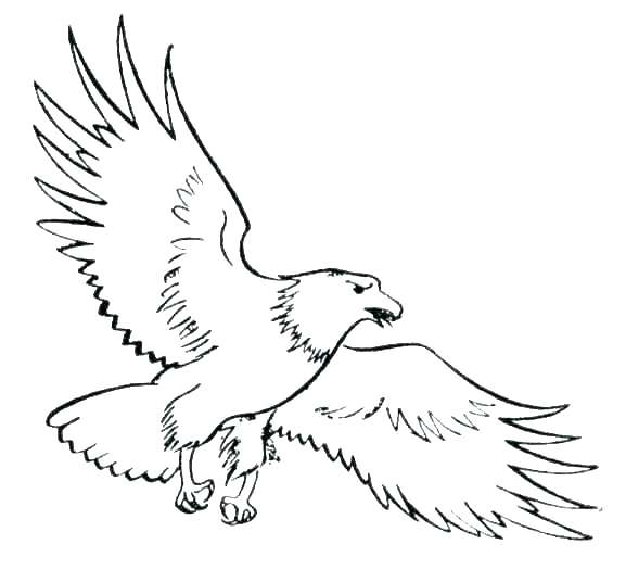 577x525 Coloring Pages Eagle Eagles Coloring Pages Eagles Coloring Pages