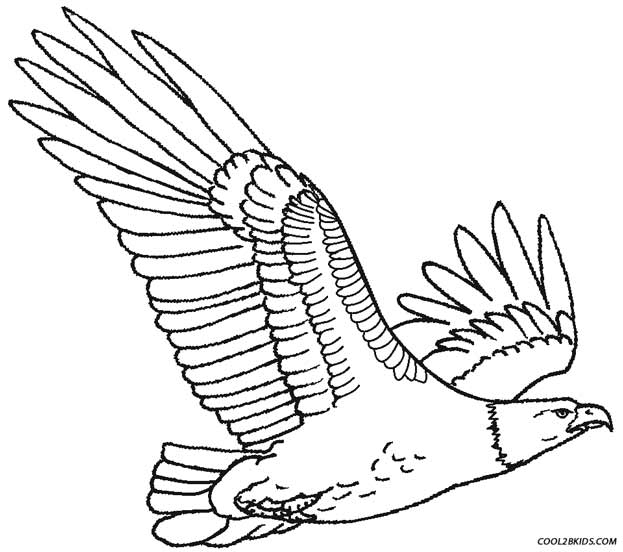 623x552 Eagle Coloring Pictures Printable Bald Eagle Coloring Pages
