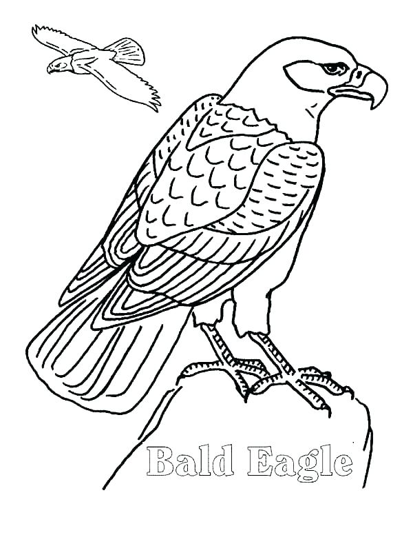 600x776 Philadelphia Eagles Coloring Pages Coloring Pages Of Eagles