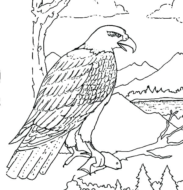 600x622 Eagle Coloring Page