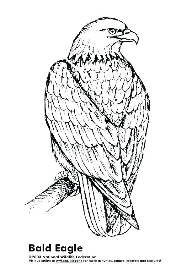612x840 Eagle Coloring Page Bald Eagle Coloring Page Pages Free Golden