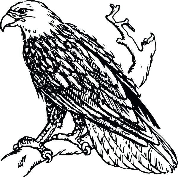 600x598 Eagle Printable Coloring Pages Printable Bald Eagle Coloring Pages