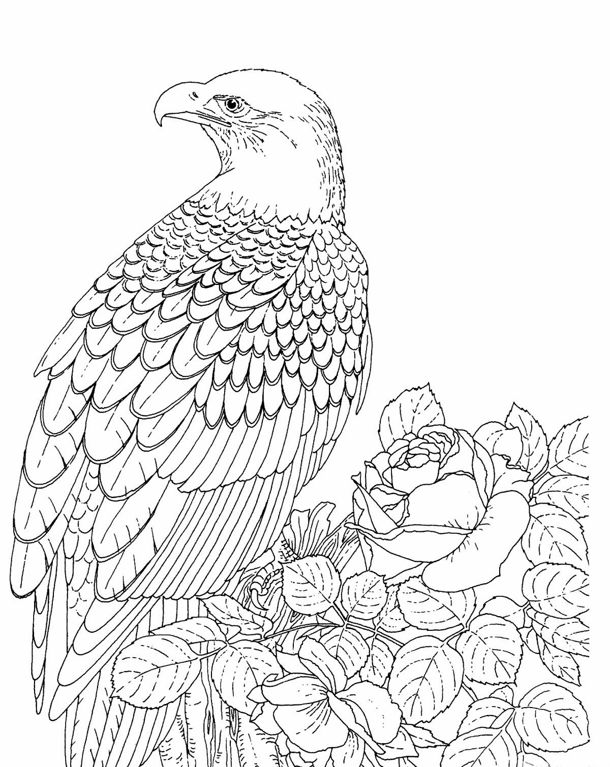 1200x1510 Free Printable Bald Eagle Coloring Pages For Kids