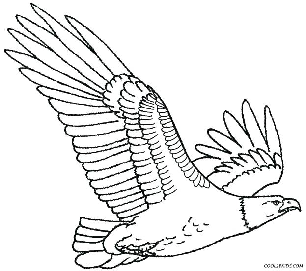 623x552 Bald Eagle Coloring Page Together With Eagles Coloring Pages