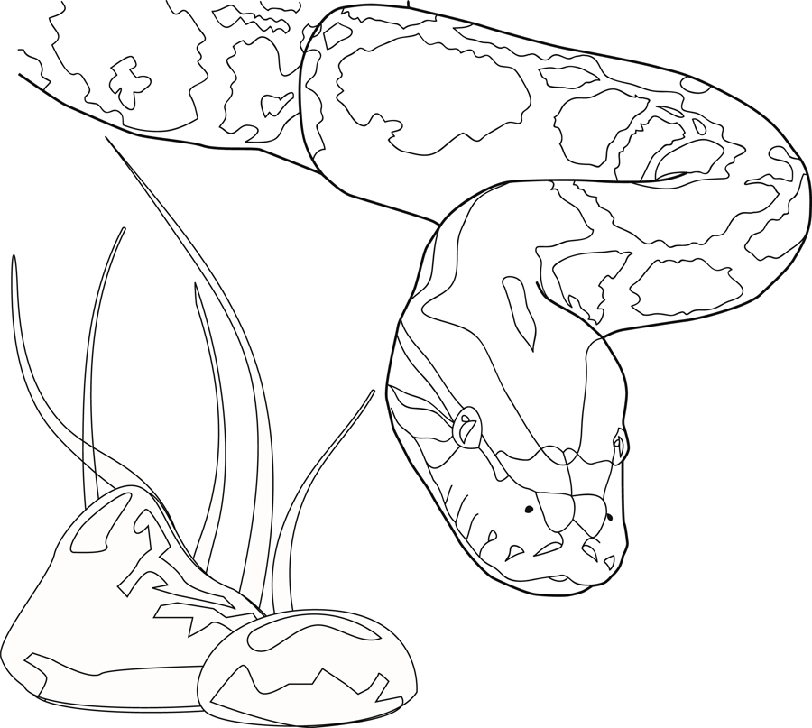900x807 Python Coloring Pages