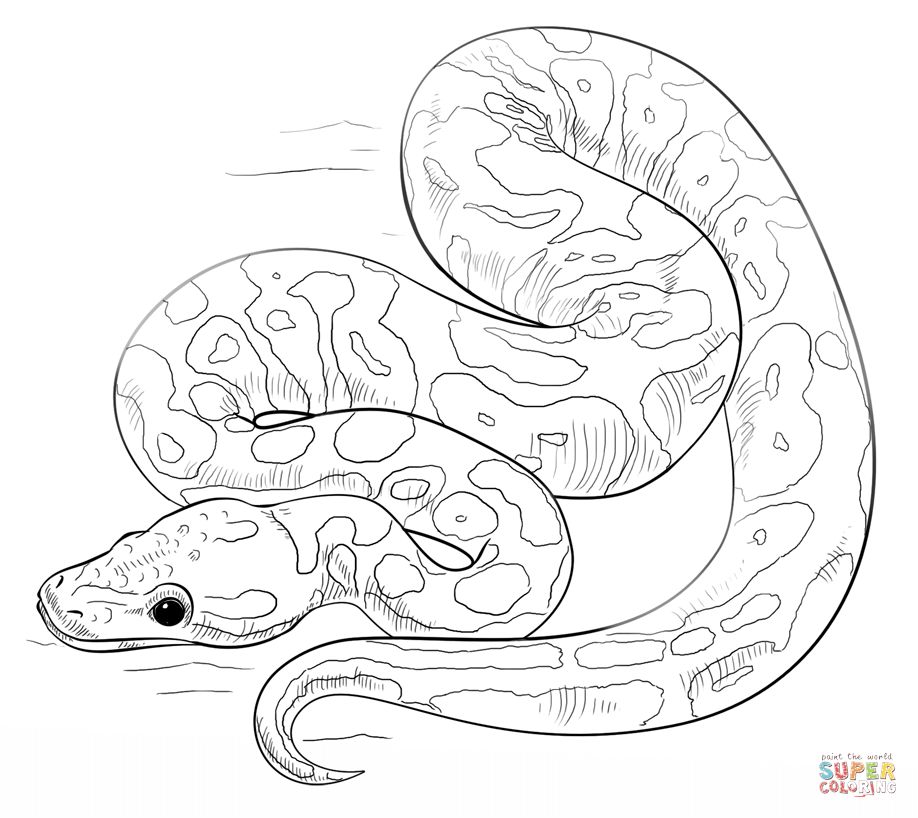 918x818 Unique Snakes Coloring Pages Ball Python Coloring Page At Snakes