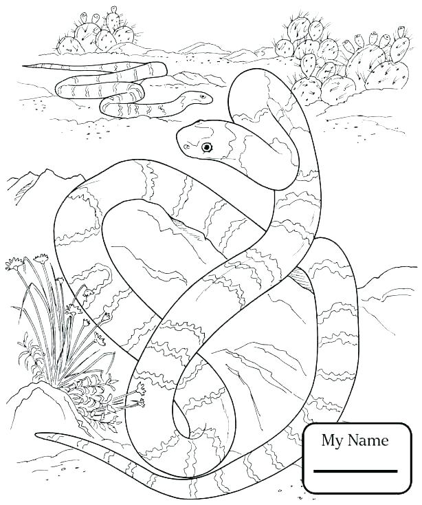 614x734 Ball Python Coloring Pages Rattlesnake Coloring Page Snake