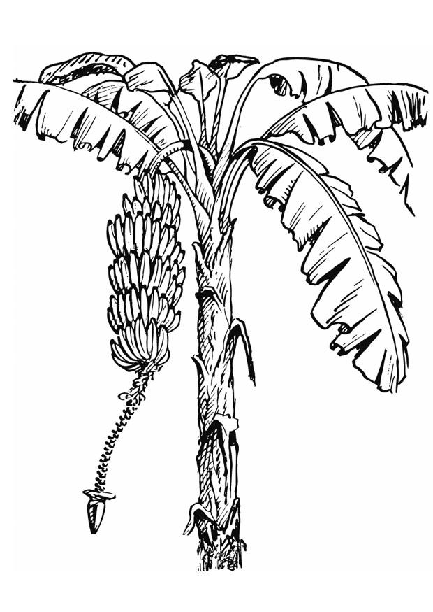 620x875 Coloring Page Banana Tree