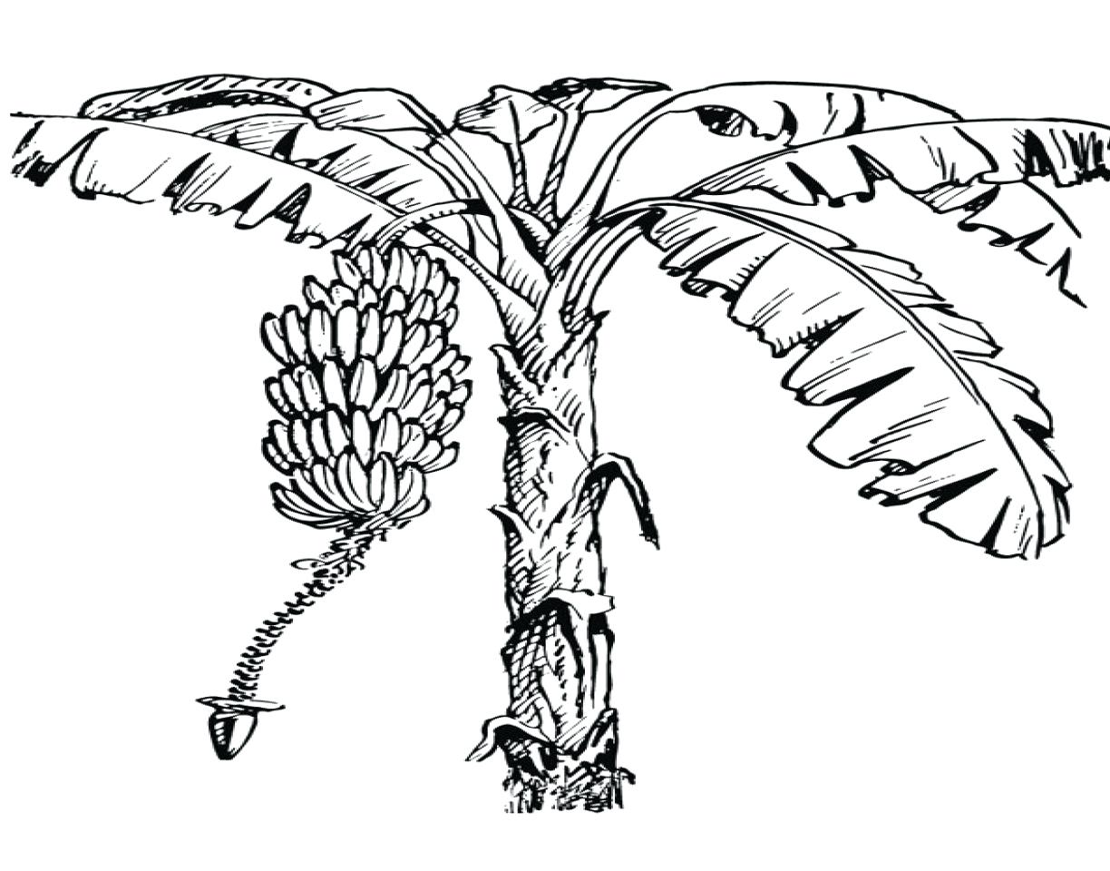 1224x960 Odd Banana Tree Coloring Page Fruits