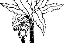 210x140 Banana Tree Coloring Page Banana Tree Drawing Google Search
