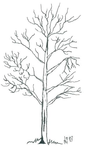 300x509 Bare Tree Coloring Page Tree Coloring Pages Fall Tree Coloring