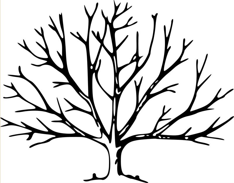 800x626 Bare Tree Coloring Page Bare Tree Template Free Download Clip Art