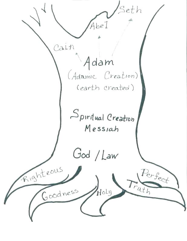 618x799 Blank Christmas Tree Coloring Page Tree Trunk Coloring Page Bare