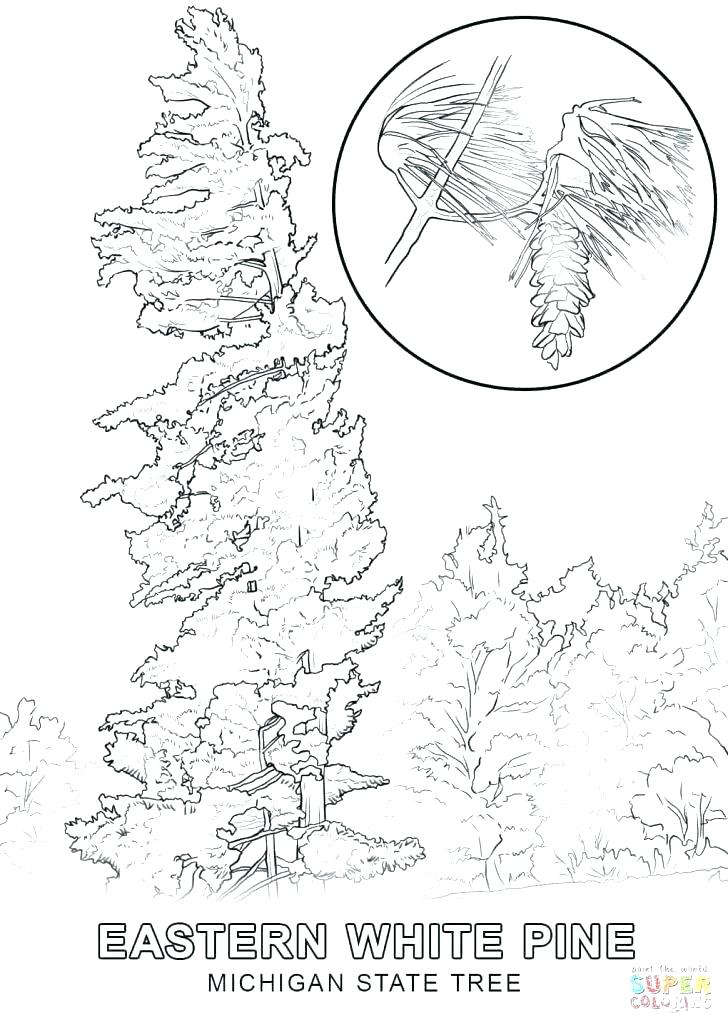 728x1028 Bare Tree Coloring Pages Printable