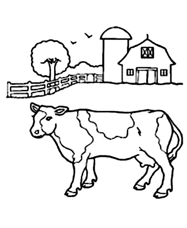 600x733 Cow In Front Of Barn Coloring Page
