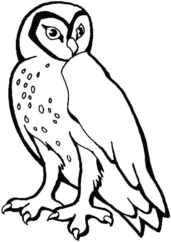 550x775 Barn Owl Coloring Page Pages Printable Murs