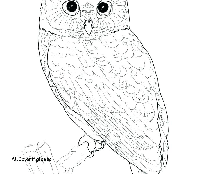 678x600 Barn Owl Coloring Page Snowy Owl Coloring Page Home Improvement