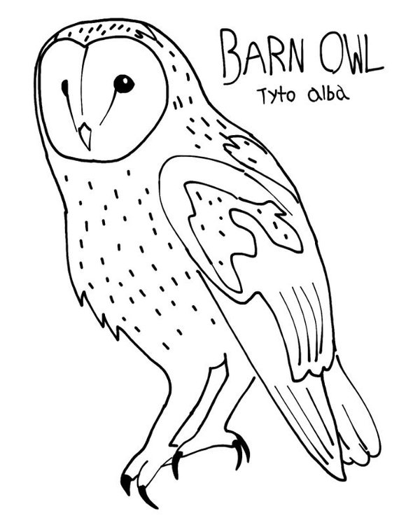 600x750 Barn Owl Coloring Pages