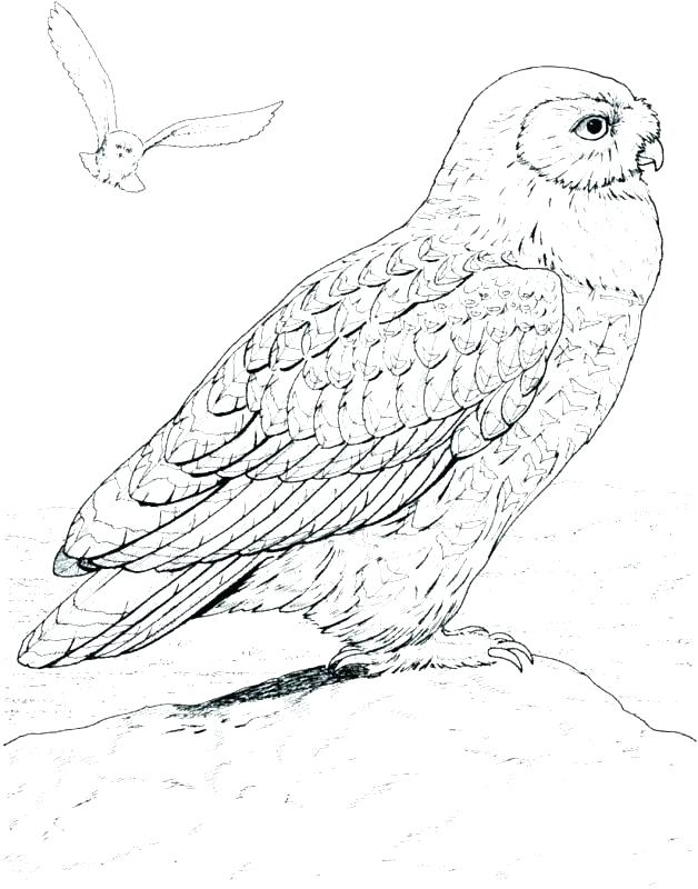 628x800 Barn Owl Coloring Pages Owl Coloring Page Snowy Owl Coloring Page