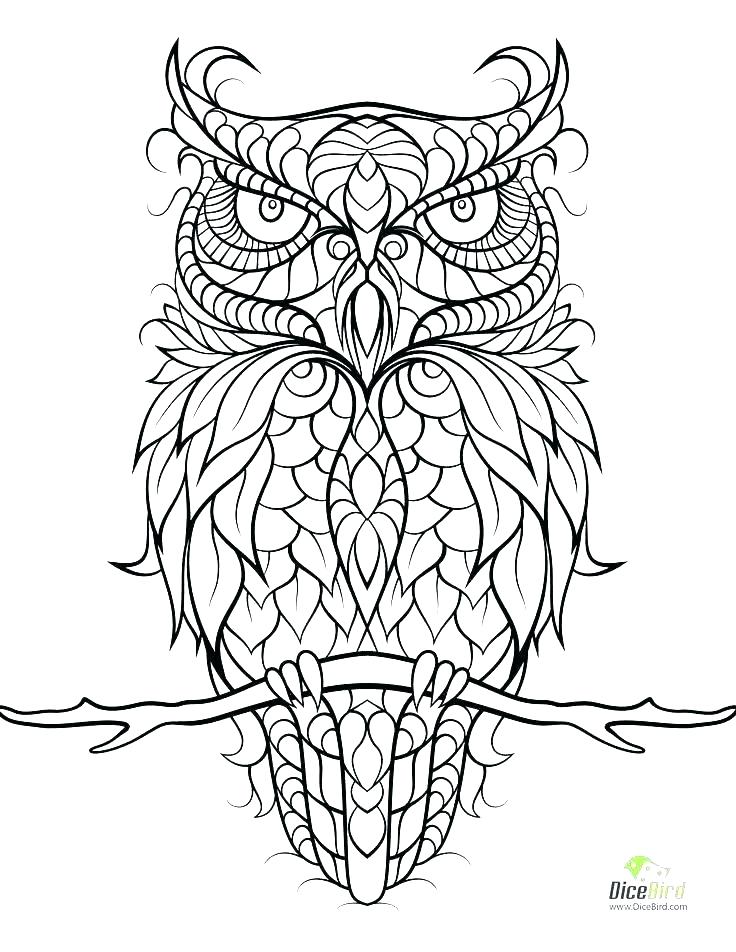 736x952 Barn Owl Coloring Pages Printable Owls Sheets Of C Fuhrer Von
