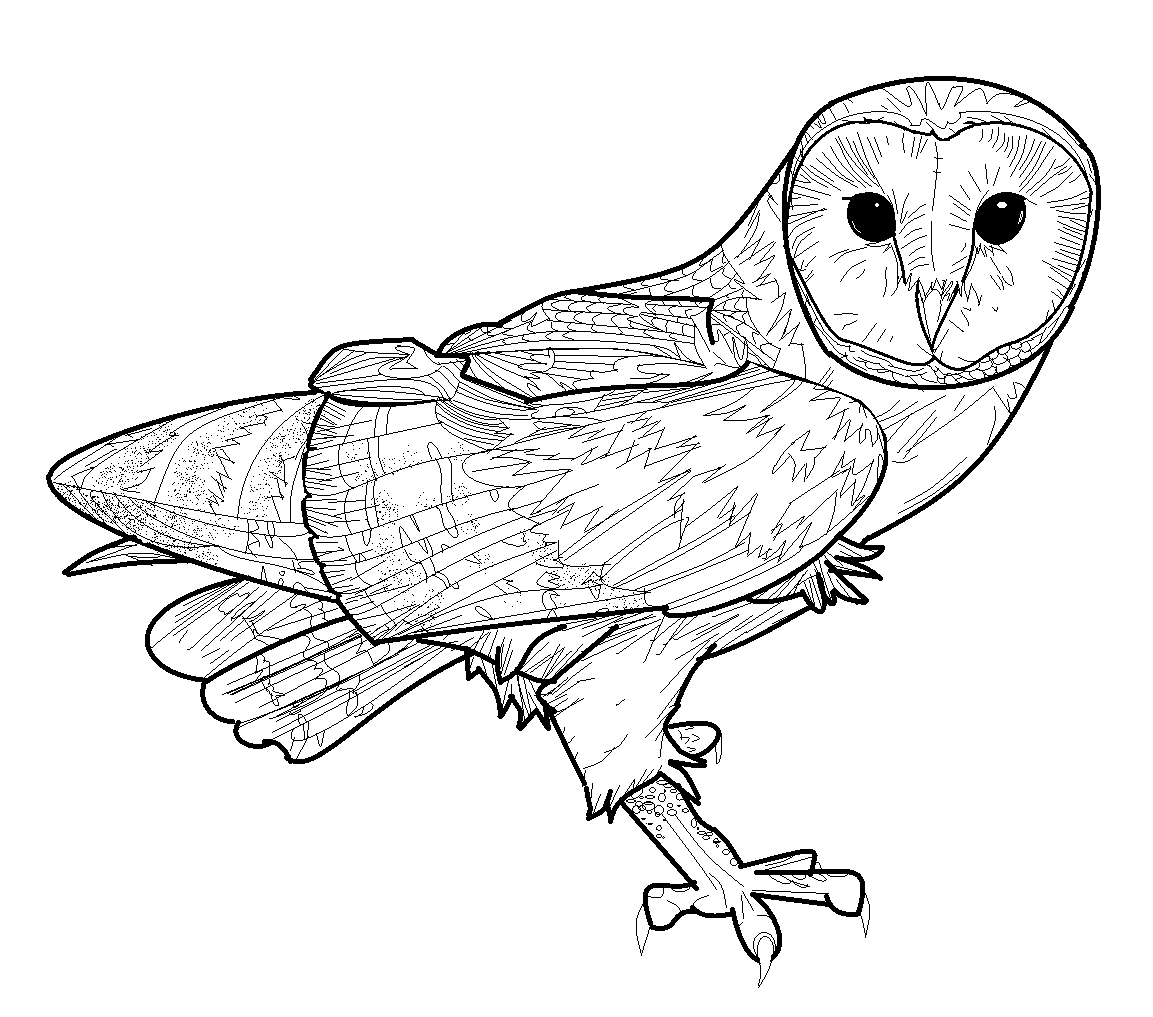 1153x1017 Barn Owl Coloring Pages