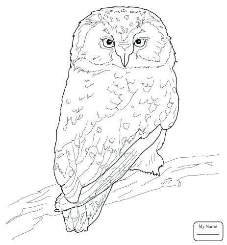 463x500 Coloring Pages Coloring Pages Owls With Coloring Medium Size