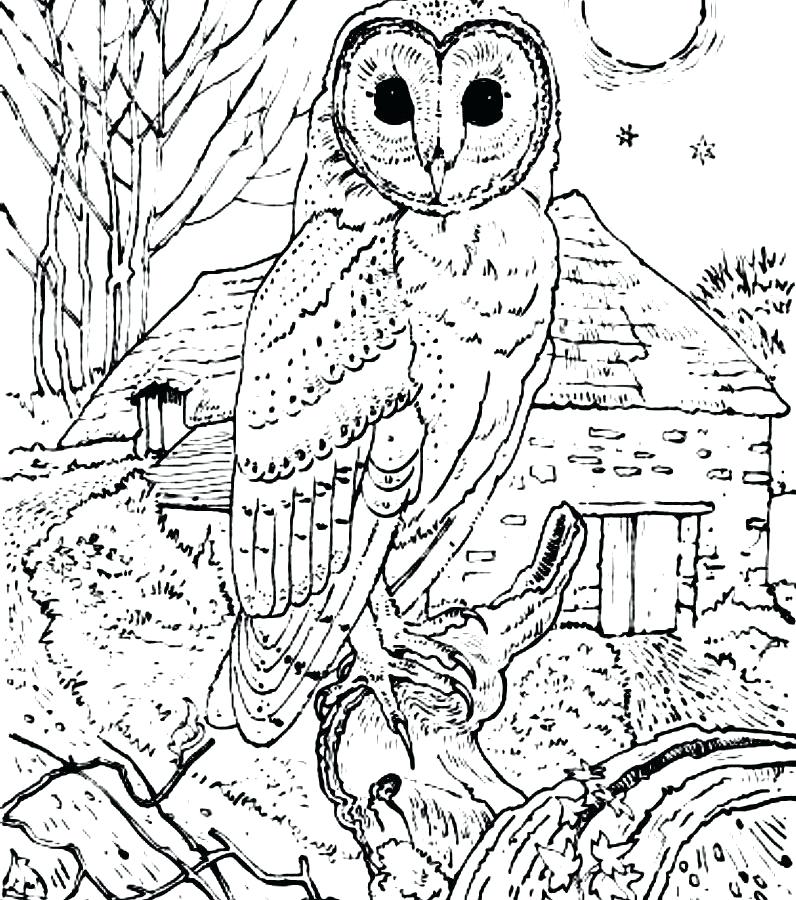 796x900 Coloring Pages To Print Of Animals Barn Owl Coloring Page Free