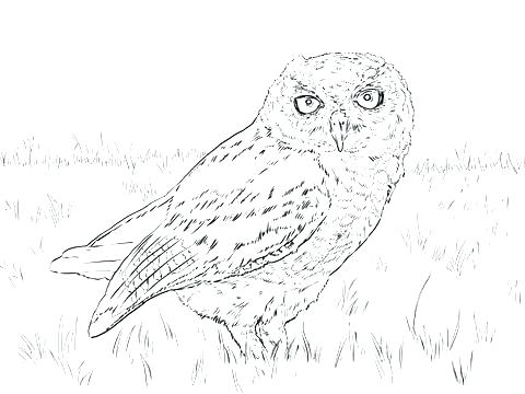 480x360 Owl Coloring Page Free Coloring Barn Owl Colouring Pages