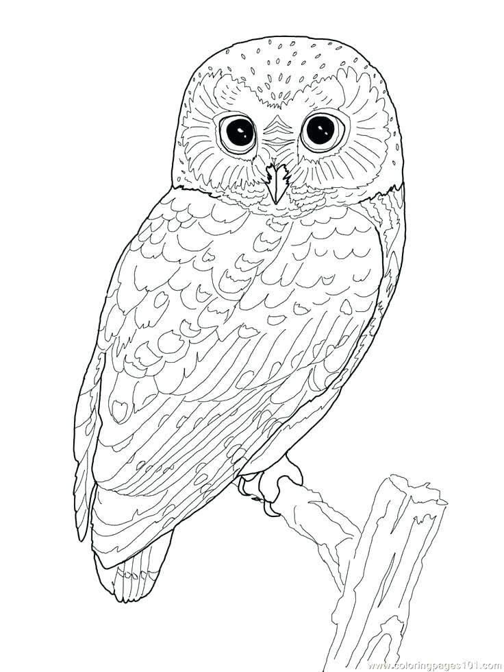 736x980 Printable Owl Coloring Pages Barn Owl Coloring Page Printable Owl