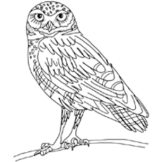 230x230 Top Free Printable Owl Coloring Pages Online