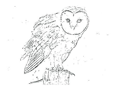 450x347 Unique Barn Owl Coloring Page And Pages Printable To Print Animal