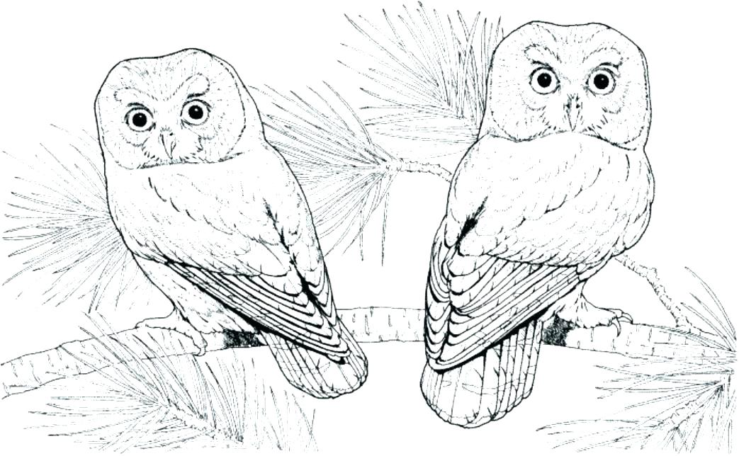 1043x644 Barn Owl Coloring Page Barn Owl Coloring Pages Printable Large