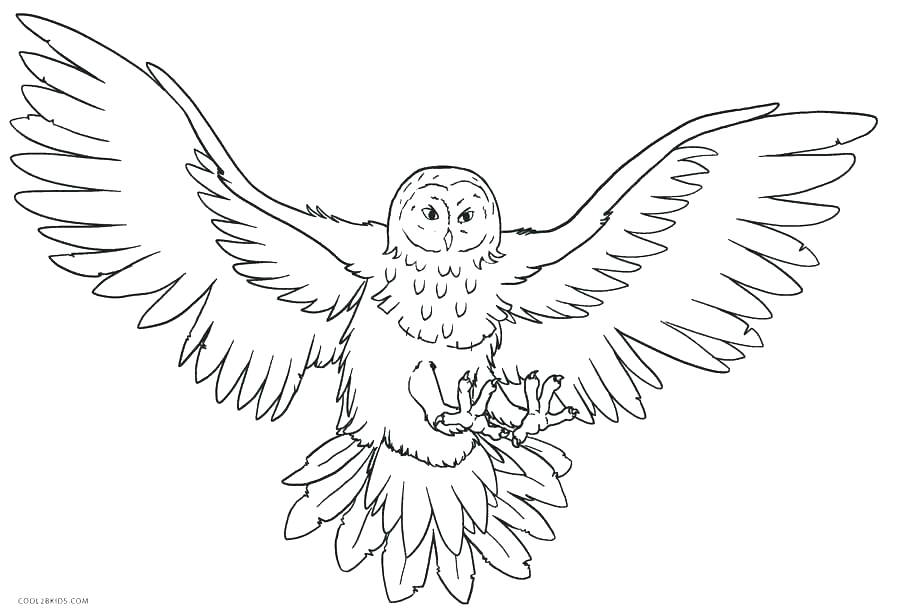 900x615 Barn Owl Coloring Page Barnyard Coloring Pages Barnyard Coloring