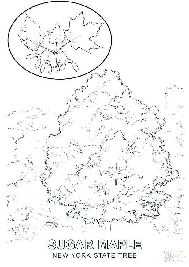 618x872 Yankee Doodle Coloring Page