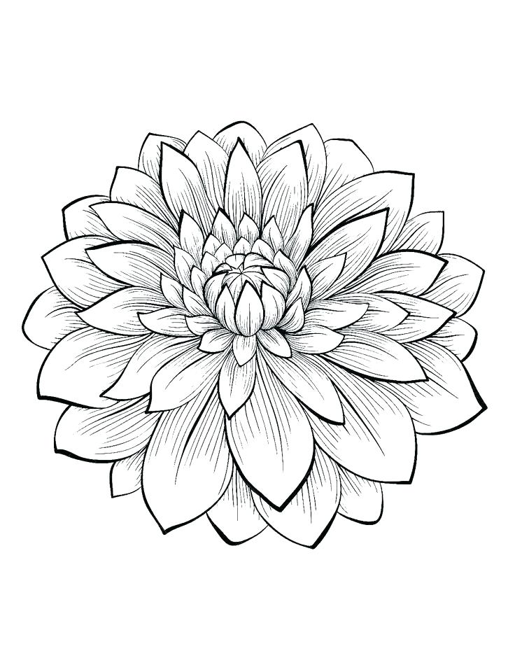 736x950 Printable Flower Coloring Pages For Adults Ideas Free Printable