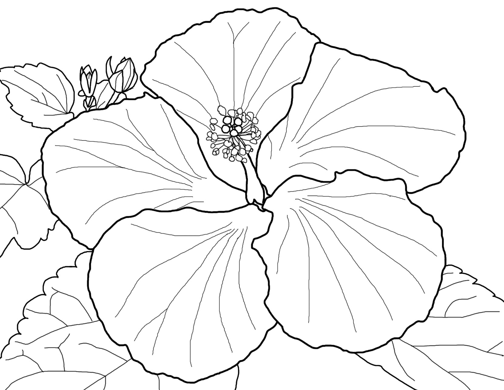 1662x1284 Spring Flowers Coloring Page Beautiful Blossoms