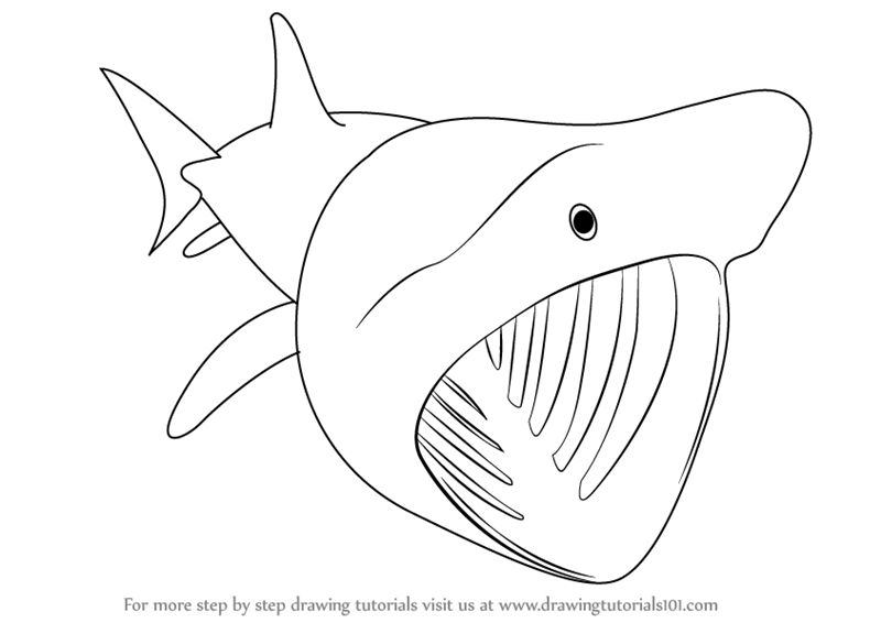 800x566 Learn How To Draw A Basking Shark