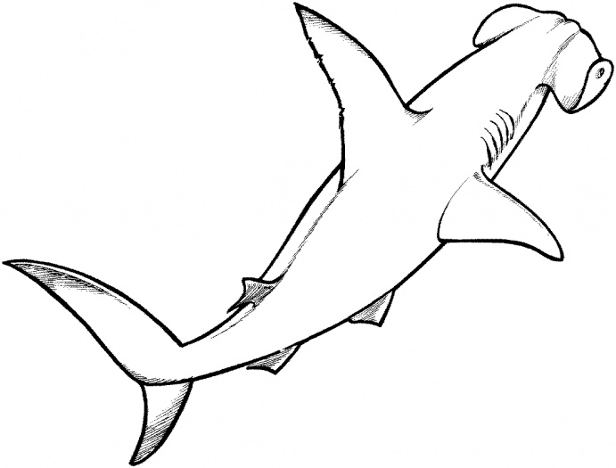 691x525 Shark Coloring Pages