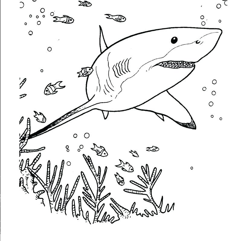 795x800 Shocking Goblin Shark Coloring Pages Hammerhead Fish Great