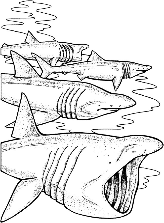 660x900 Coloring Pages Basking Shark, Printable For Kids Adults, Free