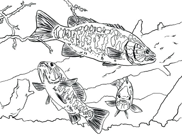 600x449 Coloring Pages Of Fish Bass Boat Coloring Pages Fish Catching