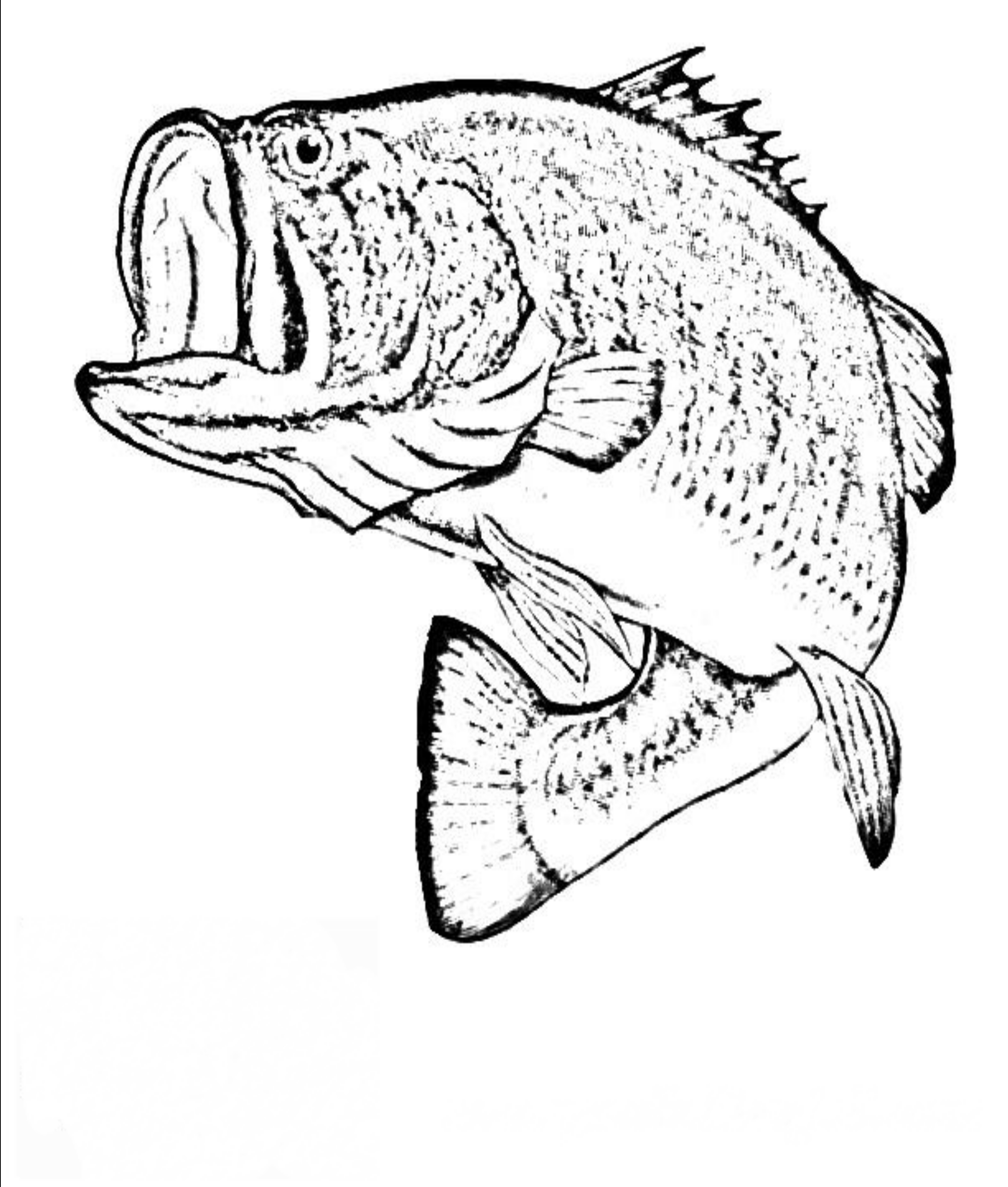 2550x3000 Bass Fish Coloring Pages To Print Coloring For Kids