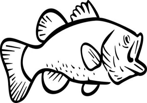476x333 Bass Fish Jumping Coloring Pages Page Image Clipart Images