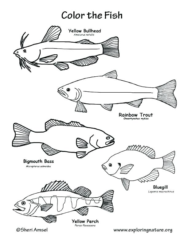 612x792 Fish Color Pages Ravishing Freshwater Fish Coloring Pages State