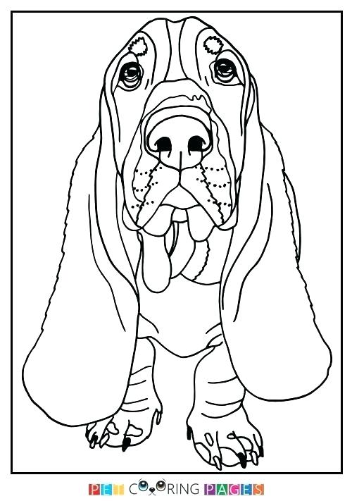 Basset Hound Coloring Page at GetDrawings | Free download