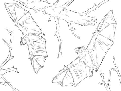 480x360 Bat Coloring Pages Printable Coloring Page