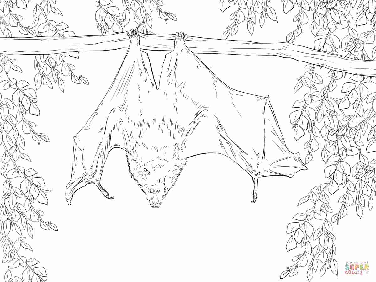 1199x899 Rodrigues Fruit Bat Coloring Page Free Printable Pages Brilliant