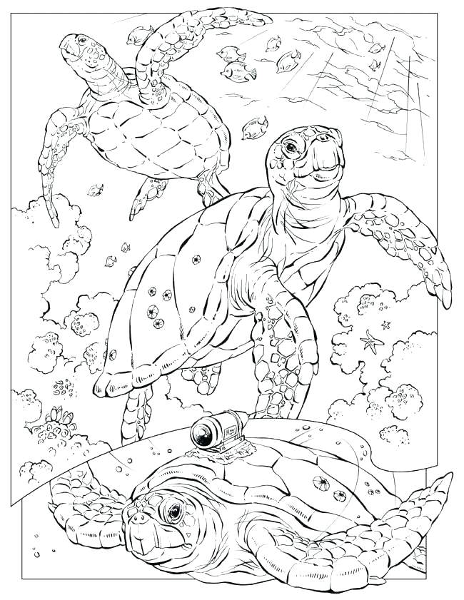650x841 Free Ocean Coloring Pages Ocean Coloring Pages For Adults These