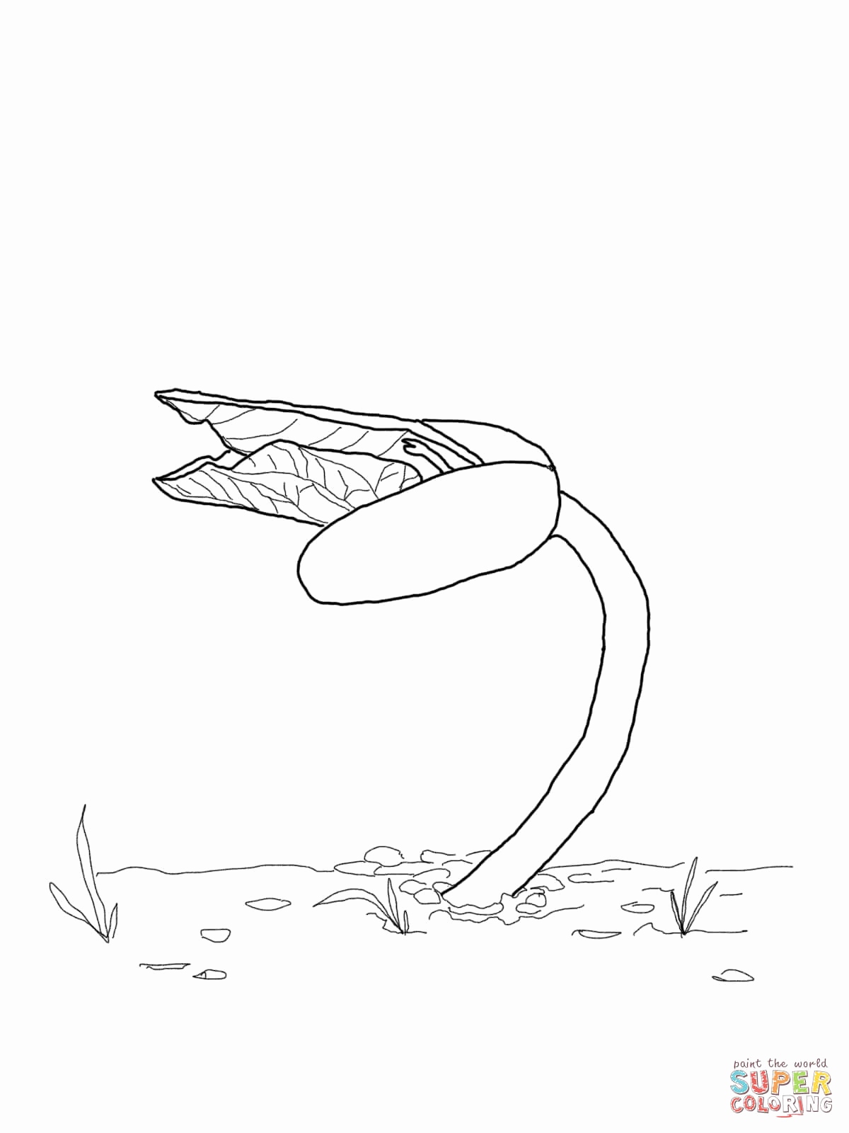 1200x1600 Free Printable Beanie Boo Coloring Pages Pics Bean Sprout Coloring